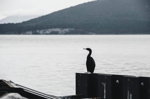 black bird, black duck, ocean life, pacific northwest @livingless.wordpress.com
