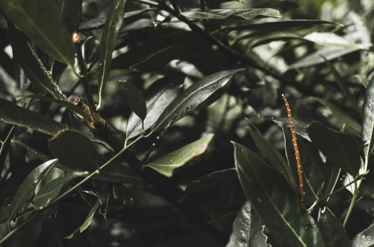 greenery, green shrub, deep green plants, deep green leaves @livingless.wordpress.com