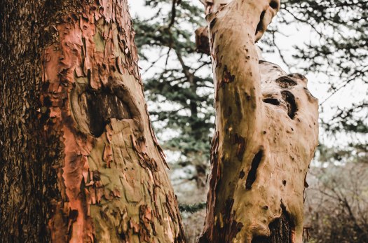 madrone tree, pacific madrone tree, shedding tree, red tree, pacific northwest tree @livingless.wordpress.com