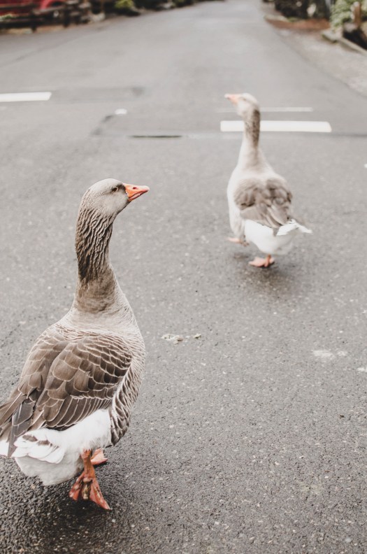 greylag goose, grey goose, walking goose @livingless.wordpress.com