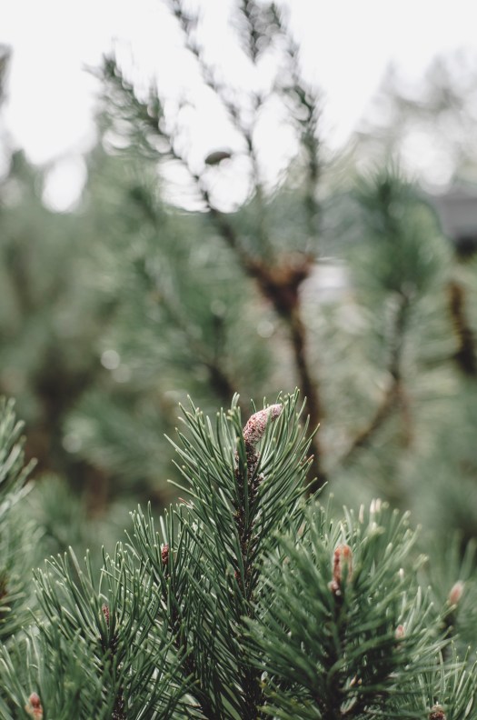 pine plant, pacific northwest plant @livingless.wordpress.com