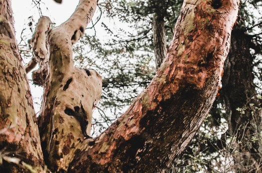 madrone tree, pacific madrone tree, shedding tree, red tree, pacific northwest tree @livingless.wordpress.com