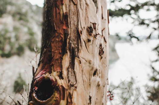madrone tree, pacific madrone tree, shedding tree, red tree, pacific northwest tree @livingless.wordpress.com