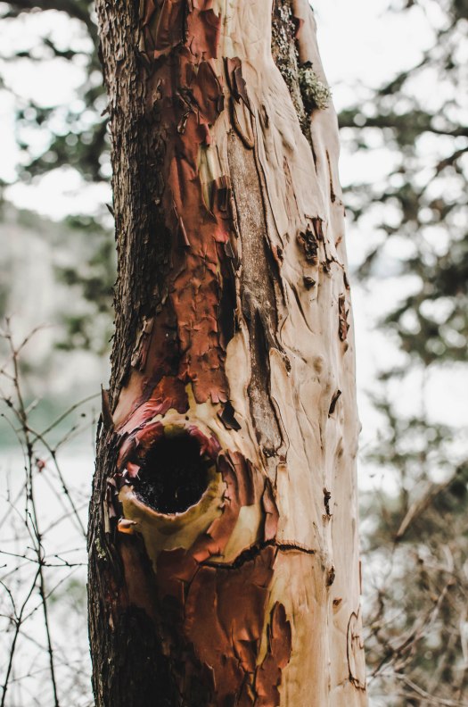 madrone tree, pacific madrone tree, shedding tree, red tree, pacific northwest tree @livingless.wordpress.com