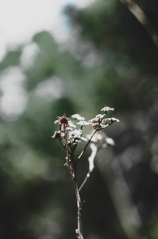 nature, oklahoma plant, flower @livingless.wordpress.com