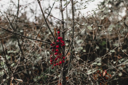 nature, red berries, woods @livingless.wordpress.com