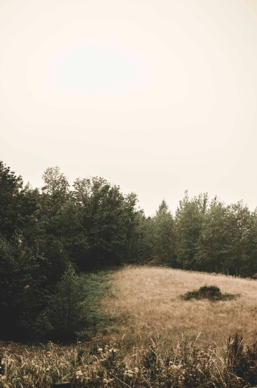 open field, pacific northwest, evergreens @livingless.wordpress.com