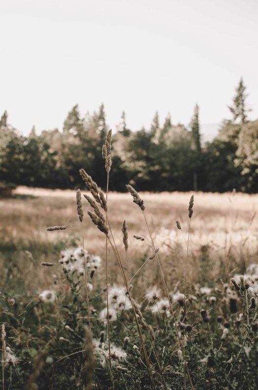 open field, pacific northwest, evergreens @livingless.wordpress.com