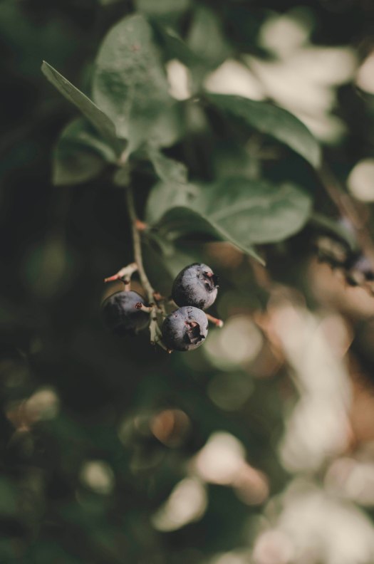 blueberry, blueberries, blueberry plant, fruit plant, pacific northwest fruit plant @livingless.wordpress.com