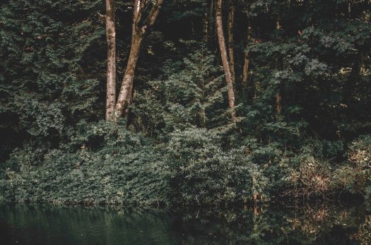 pond, pacific northwest forest, forest and pond, forest and water @livingless.wordpress.com